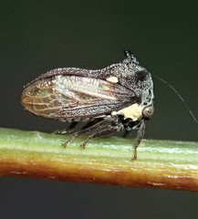 Acanthuchus trispinifer