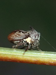 Acanthuchus trispinifer