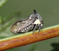 Acanthuchus trispinifer