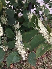 Reynoutria japonica