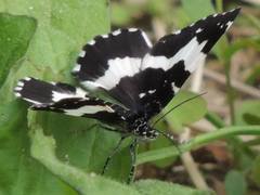Rheumaptera hecate