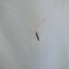Anopheles annulipes