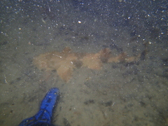 Orectolobus parvimaculatus