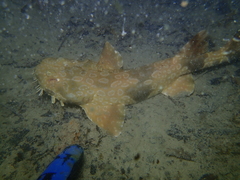 Orectolobus parvimaculatus