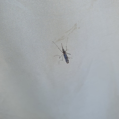 Anopheles annulipes
