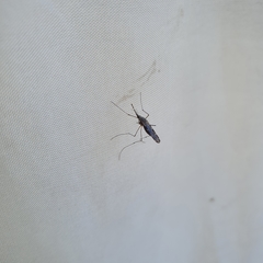 Anopheles annulipes