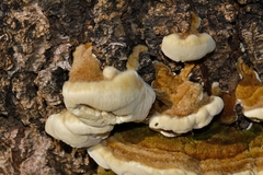 Trametes polyzona