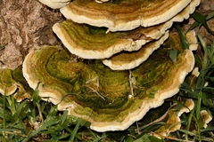 Trametes polyzona