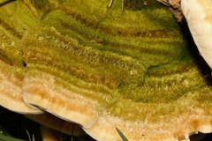 Trametes polyzona