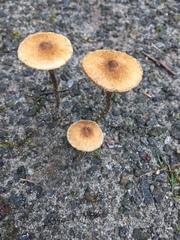 Inocybe calospora