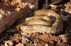 Macroprotodon mauritanicus