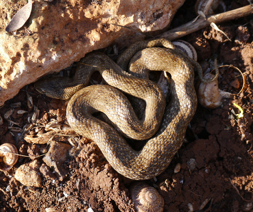 Photo of a False Smooth Snake (mauritanicus) (Macroprotodon mauritanicus)