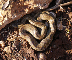 Macroprotodon mauritanicus