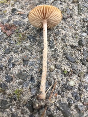 Inocybe calospora