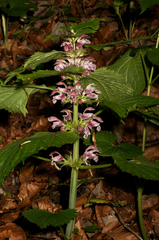 Lamium orvala