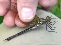 Somatochlora hineana