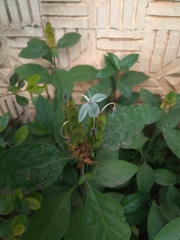 Ecbolium ligustrinum