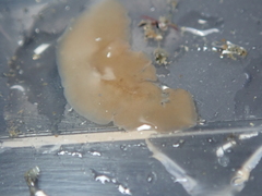 Leptoplana tremellaris