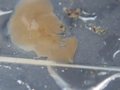 Leptoplana tremellaris