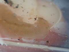 Leptoplana tremellaris