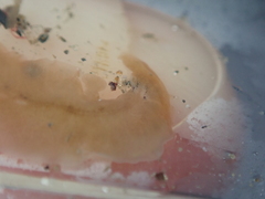 Leptoplana tremellaris