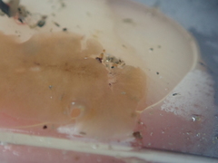 Leptoplana tremellaris