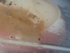 Leptoplana tremellaris