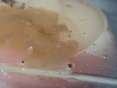 Leptoplana tremellaris