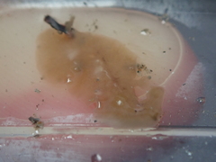 Leptoplana tremellaris