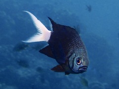 Chromis xanthura