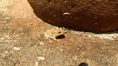 Sclerophrys gutturalis