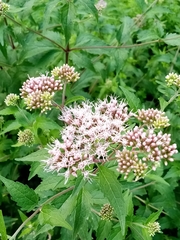 Eupatorium cannabinum