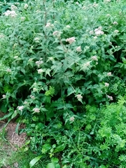 Eupatorium cannabinum