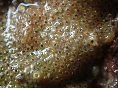 Cryptosula pallasiana