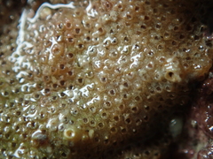 Cryptosula pallasiana