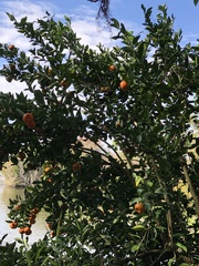 Citrus deliciosa