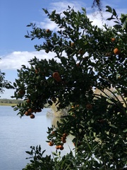 Citrus deliciosa