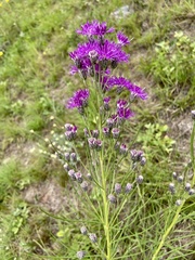 Vernonanthura nudiflora