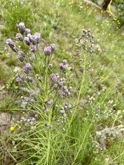 Vernonanthura nudiflora