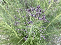 Vernonanthura nudiflora