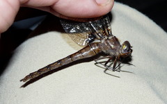 Neurocordulia yamaskanensis