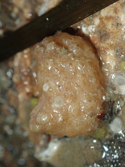 Pyura microcosmus