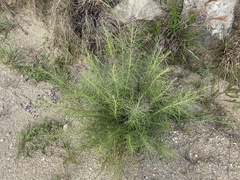 Vernonanthura nudiflora