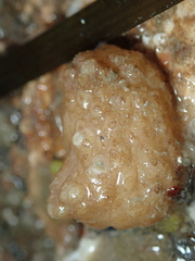 Pyura microcosmus