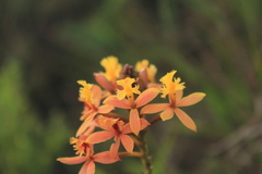 Epidendrum melinanthum