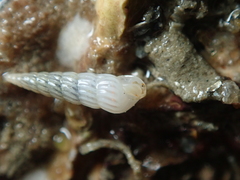 Turbonilla lactea