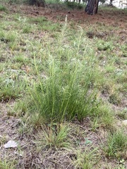 Vernonanthura nudiflora