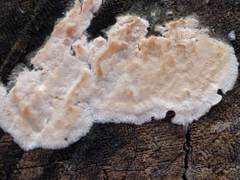 Cylindrobasidium laeve