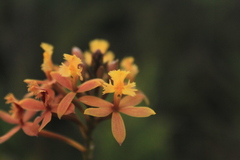 Epidendrum melinanthum