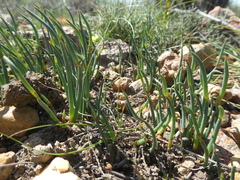 Elegia squamosa